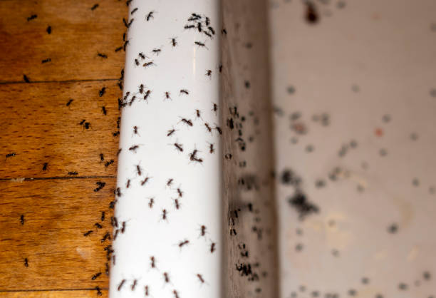 Wasp Removal Services in Fulton, MD