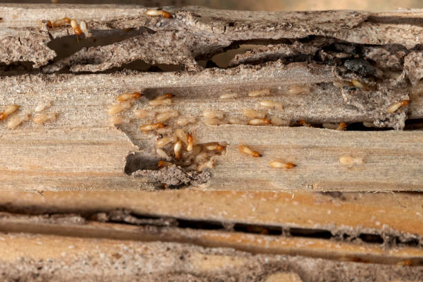 Best Flea Control Services  in Fulton, MD